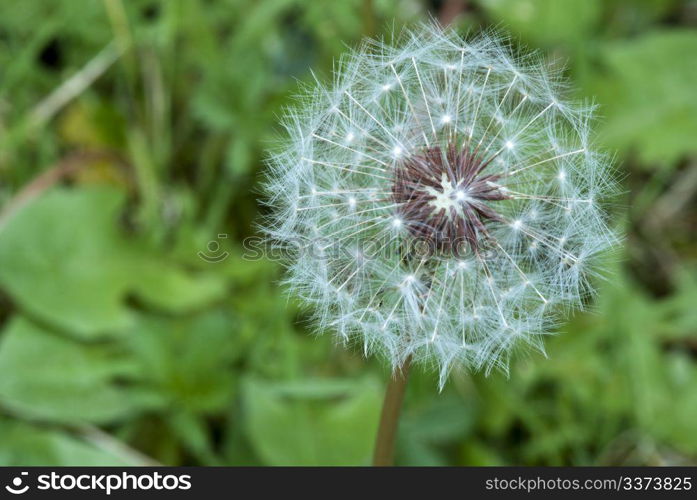 Taraxacum Flower in a Tuscan Garden, Italy