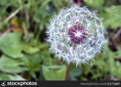 Taraxacum Flower in a Tuscan Garden, Italy