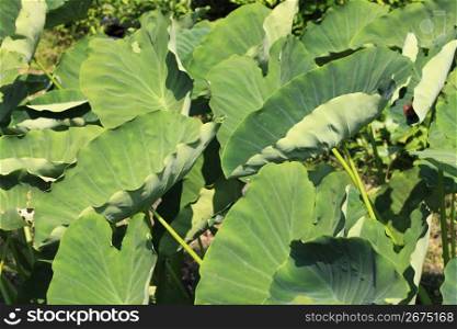 Taro potato leaf