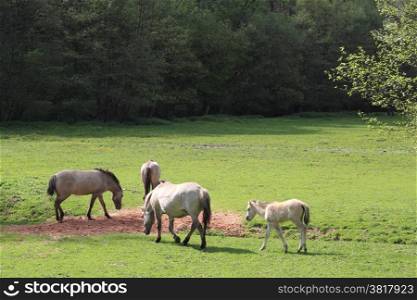tarpan horses on a meadow. tarpans on a meadow