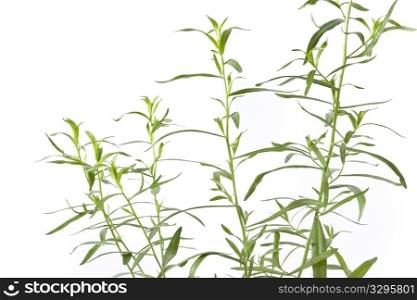 Tarragon, Artemisia Dracunculus, On White Background