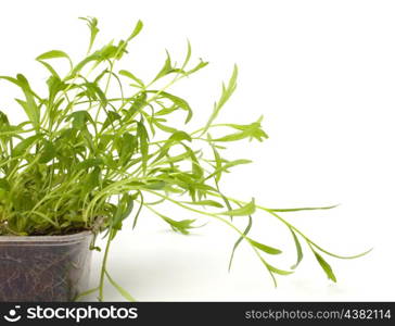 Tarragon spice isolated on white background