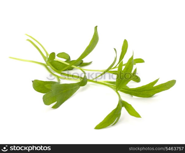 Tarragon spice isolated on white background