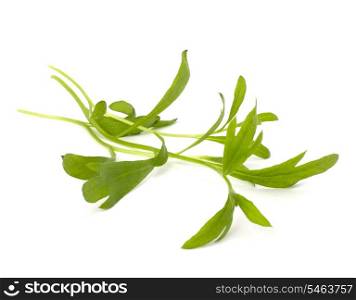 Tarragon spice isolated on white background