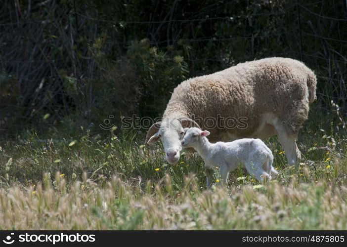 Tarsconnais ewe and her lamb