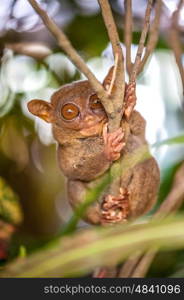 Tarsier monkey in natural environment, Philippines