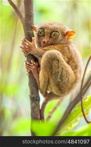 Tarsier monkey in natural environment, Philippines