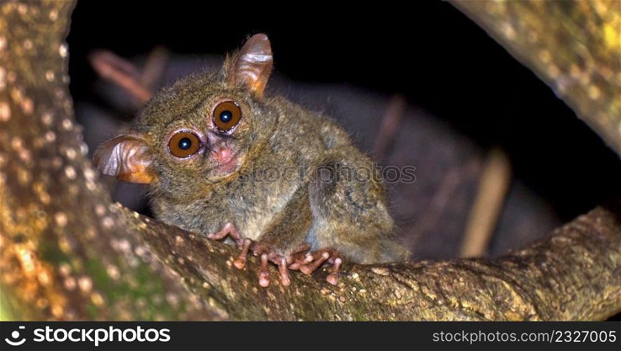 Tarsier, Spectral Tarsier, Tarsius tarsier, Tangkoko Nature Reserve, North Sulawesi, Indonesia, Asia