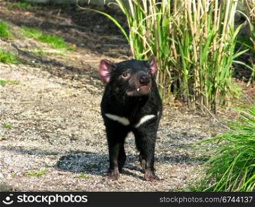 Tasmanian devil. Tasmanian devil, sarcophilus harrisii, seen from the front