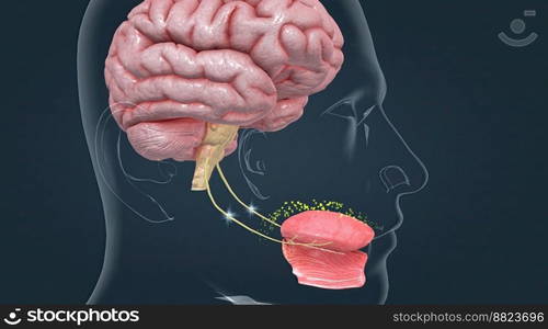 Taste is sensed by chemosensory receptors known as taste buds. 3d illustration. Taste is sensed by chemosensory receptors known as taste buds.