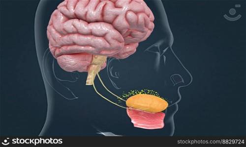 Taste is sensed by chemosensory receptors known as taste buds. 3d illustration. Taste is sensed by chemosensory receptors known as taste buds.