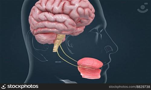 Taste is sensed by chemosensory receptors known as taste buds. 3d illustration. Taste is sensed by chemosensory receptors known as taste buds.