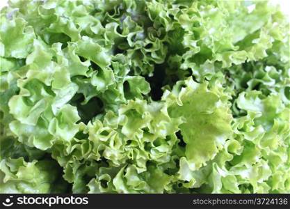 tasty and green leaves of useful lettuce