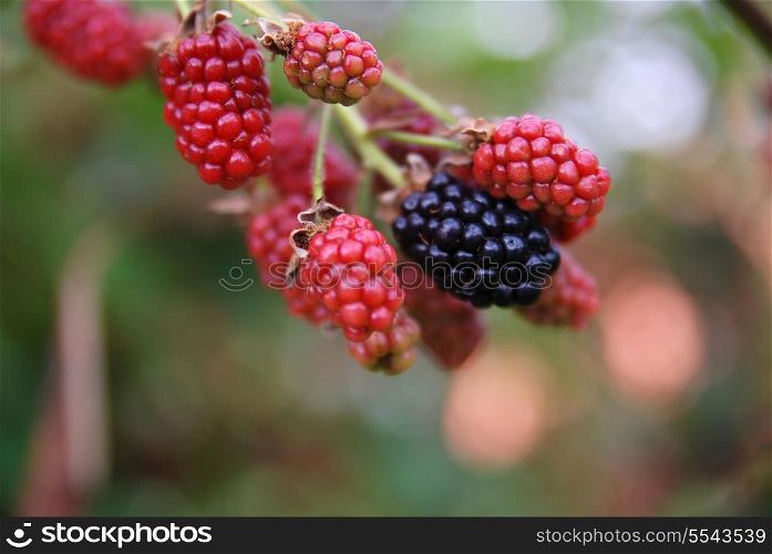 tasty berry in nature