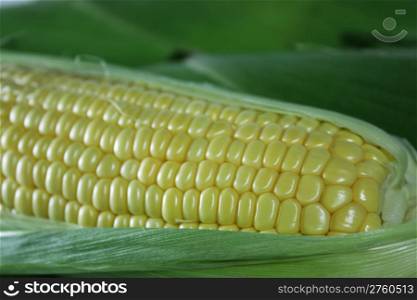 Tasty corn on the cob before shucking