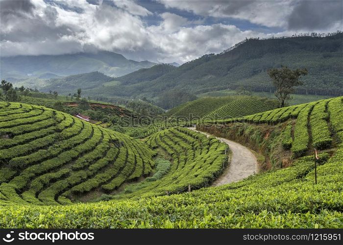 Tata Tea Plantations, Munnar, Kerala, India