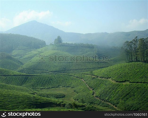 Tata Tea, Tea Gardens, Munnar is an attractive destination with the world&rsquo;s best and renowned tea estates. at Munnar, Kerla, India.