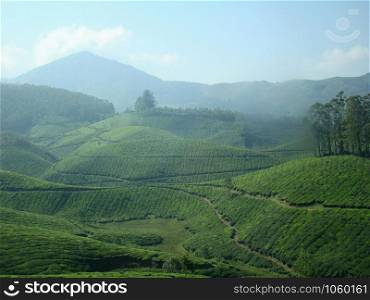 Tata Tea, Tea Gardens, Munnar is an attractive destination with the world&rsquo;s best and renowned tea estates. at Munnar, Kerla, India.
