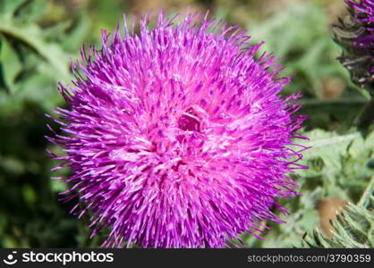 Tatarnik prickly Onopordum or genus of perennial herbaceous plants in the family Asteraceae