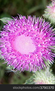 Tatarnik prickly Onopordum or genus of perennial herbaceous plants in the family Asteraceae