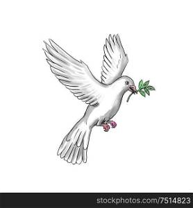 Tattoo style illustration of a dove or pigeon flying with olive branch.. Dove Olive Leaf Tattoo