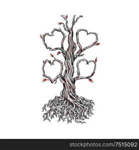 Tattoo style illustration of a gnarly old oak tree with roots and branches forming a heart on isolated background.. Gnarly Oak Tree Heart Tattoo