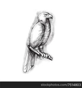 Tattoo style illustration of an Australian wedge-tailed eagle or bunjil Aquila audax, sometimes known as the eaglehawk, the largest bird of prey in Australia perched on a branch viewed from the side set on isolated white background. . Australian Wedge-tailed Eagle Perch Tattoo