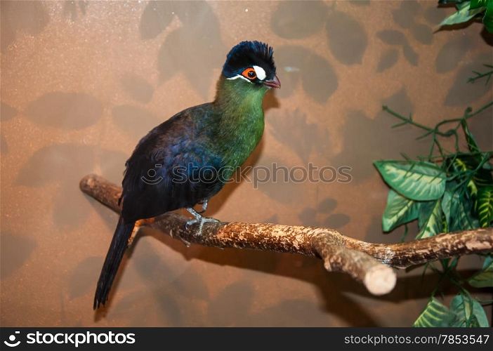 Tauraco hartlaubi species of bird endemic to the African family of turakovyh