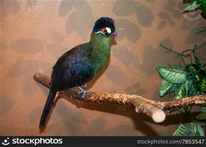 Tauraco hartlaubi species of bird endemic to the African family of turakovyh