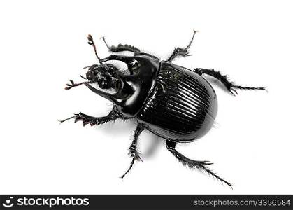 Taurus beetle isolated on white