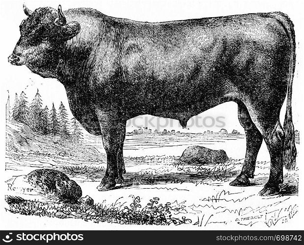 Taurus, vintage engraved illustration. Natural History of Animals, 1880.