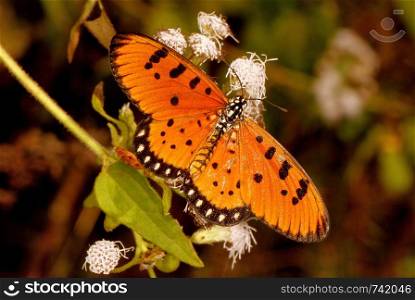 Tawny coster butterfly, Acraea terpsicore, Hesarghatta, Bangalore, Karnataka, India.. Tawny coster butterfly, Acraea terpsicore, Hesarghatta, Bangalore, Karnataka, India