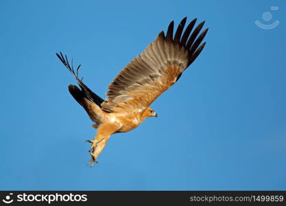 Tawny eagle (Aquila rapax) in flight with open wings against a blue sky, South Africa