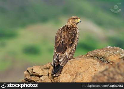 Tawny Eagle, Aquila rapax sitting on a rock, Saswad, Maharashtra, India