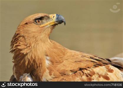 Tawny Eagle - Looking for Heaven