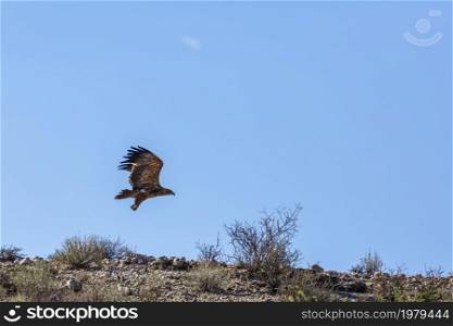 Tawny Eagle taking off isolated in blue background in Kgalagadi transfrontier park, South Africa; Specie Aquila rapax family of Accipitridae. Tawny Eagle in Kgalagadi transfrontier park, South Africa