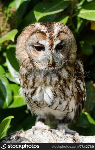 Tawny owl portrait, perched on branch of tree
