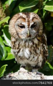 Tawny owl portrait, perched on branch of tree