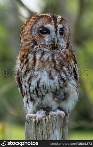 Tawny Owl, Strix aluco.