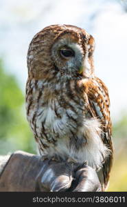 Tawny Owl, Strix aluco.