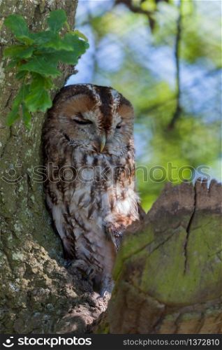Tawny Owl (Strix aluco) sleeping against a tree during the daytime