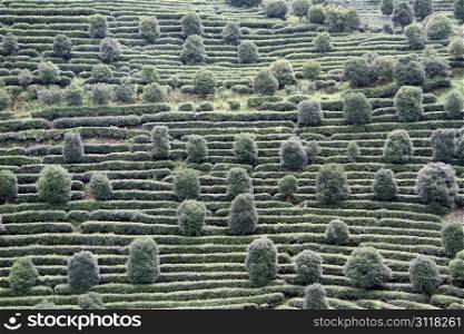 Tea and trees on the slope of hill near Yanshuo, China