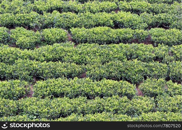 Tea bush on the slope of mount in Sri Lanka