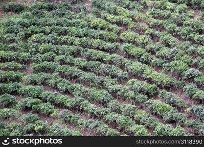 Tea bush on the slope of mount in Yunnan, China