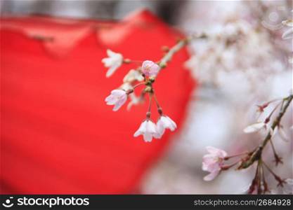 Tea ceremony and Cherry tree