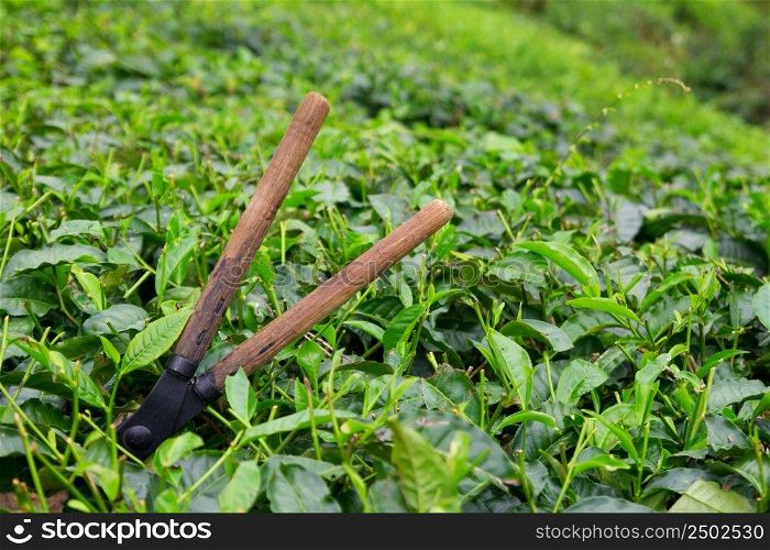 Tea cutting scissors over a bush on tea plantation at Cameron Highlands, Malaysia