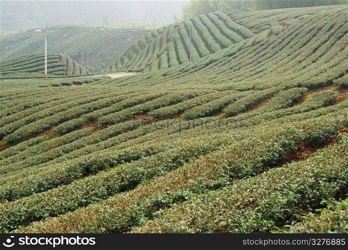 Tea farm in asia, Taiwan