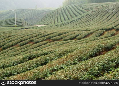 Tea farm in asia, Taiwan