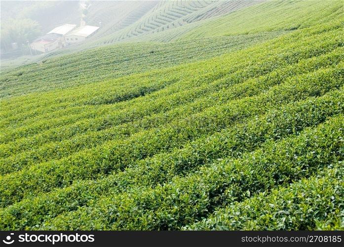 Tea farm in Taiwan, East Asia