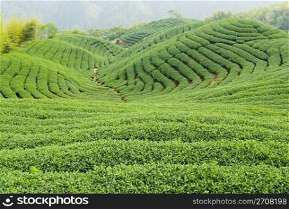 Tea farm in Taiwan, East Asia